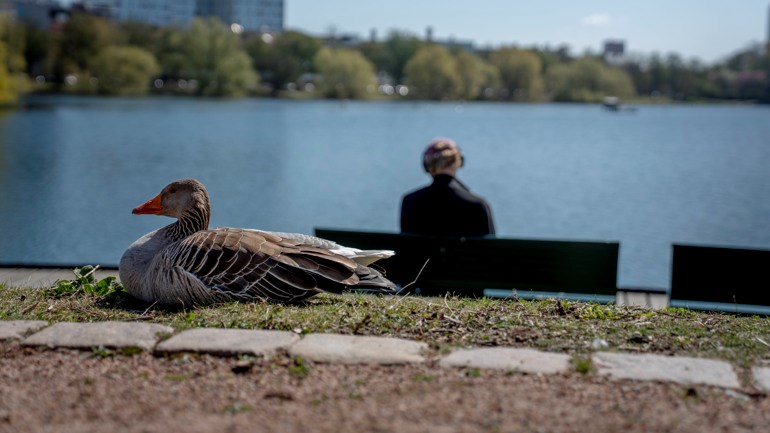 Urban human-animal co-existence – ethical and social scientific perspectives
