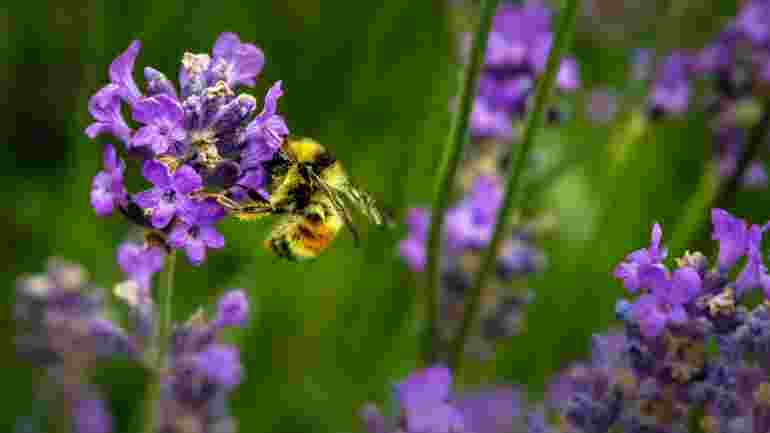 Bi med lavendel