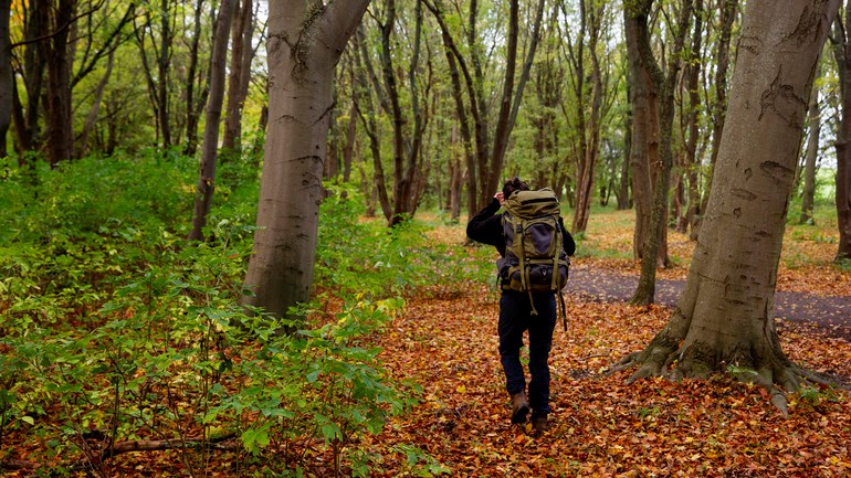 vandring, kängor, friluftsliv, stig, skog, löv