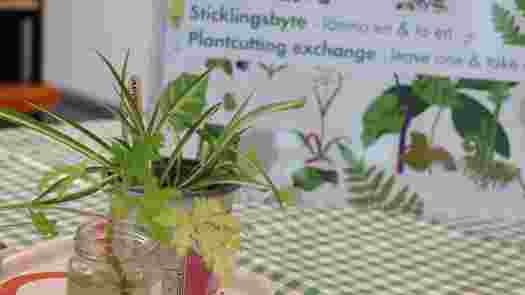 Plantcutting exchange at the library