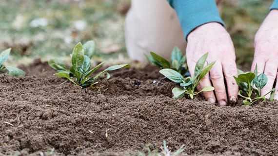 Händer som rör i jord