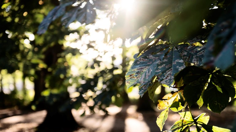 Närbild på kastanjeträd i park.