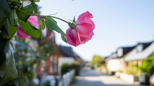En rosa blomma som växer på en gata med bostadshus.