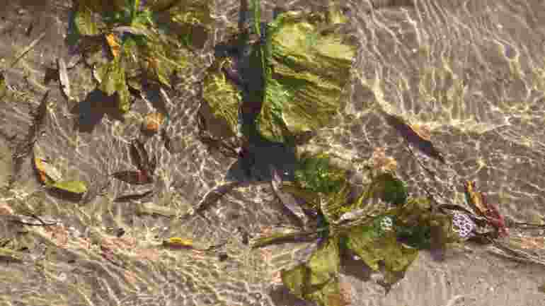 Leaves floating in shallow water.