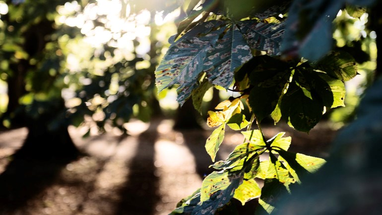 Närbild på kastanjeträd i park.